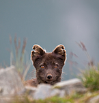 BB 11 0129 / Vulpes lagopus / Fjellrev